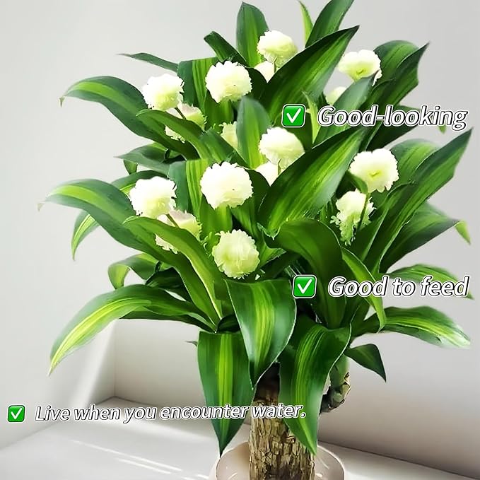 Lucky Wood Plant, Small Indoor Plant, Brazilian Wood Plants, About to Sprout, Office Desk Ornaments, Kitchen, Living Room, Home Decoration(Color Mixing)
