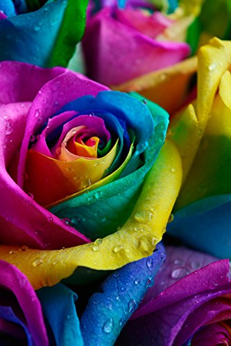 Fresh Rainbow Roses Bouquet - 12 Premium Stems by Flower Explosion