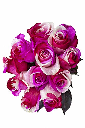 36 Stems - Fresh Cut "Cotton Candy" Tinted Roses from Flower Explosion