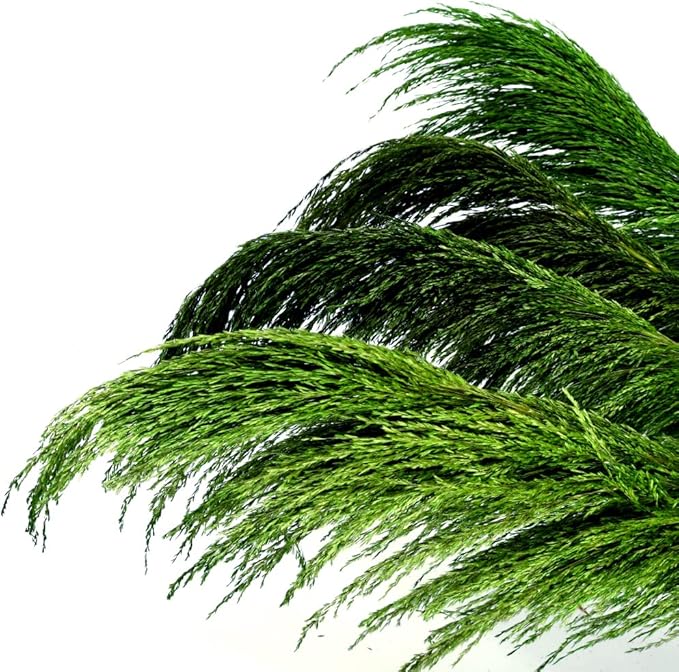 Pampas Grass Decor Tall,Long Pampas, Large Pompas Floral, Elegant Feather Flowers for Wedding Decorations, Living Room Decor (Natural Green, 8pcs 31.5"(80cm))
