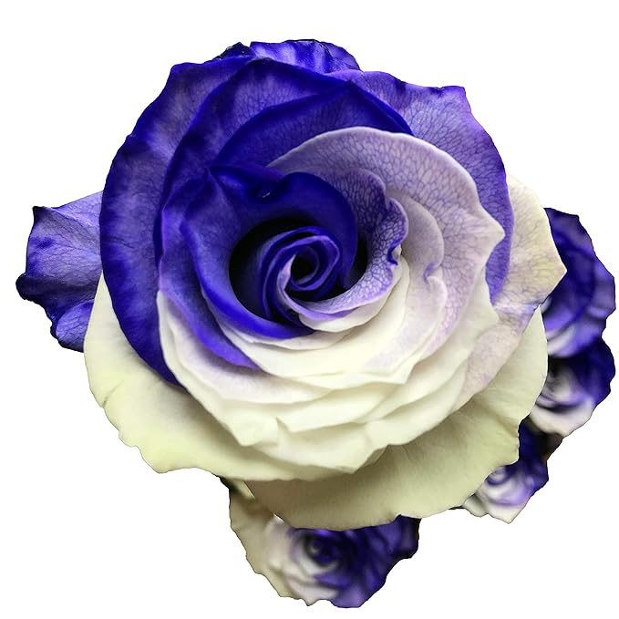 Fresh Cut Tinted Purple and White Roses - 12 Stems from Flower Explosion