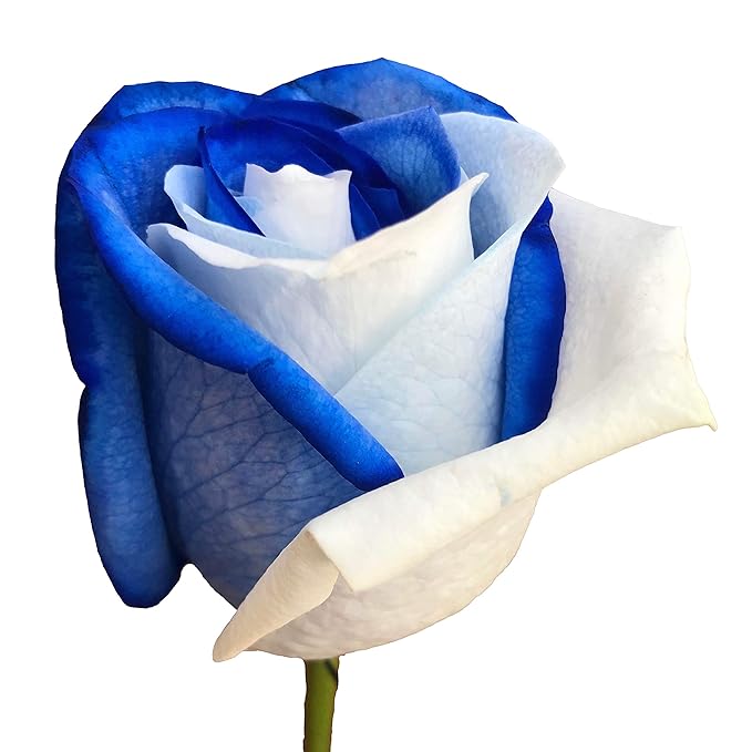 Fresh Cut Tinted Blue and White Roses from Flower Explosion -12 Stems
