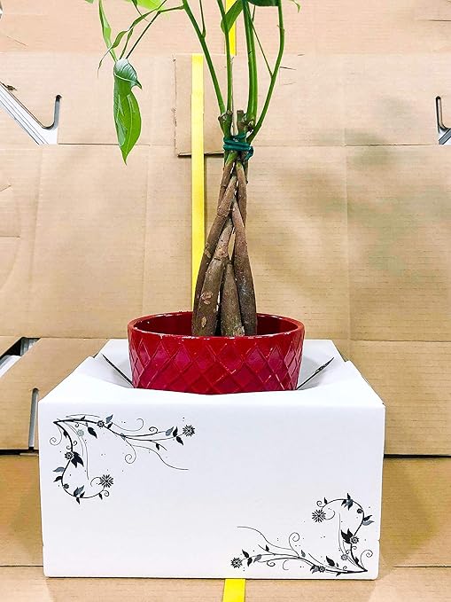 Cardboard Vase Boxes for Delivery - Florist Boxes (8"x 8"x 4") - Bundle of 10